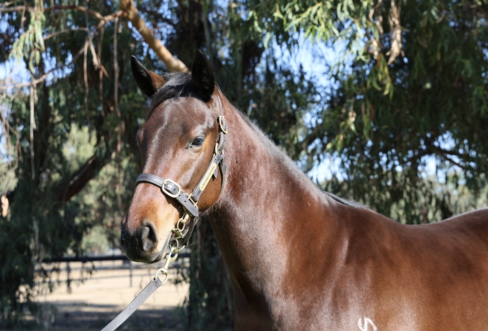 Exceedance (AUS) / Spring Bouquet (NZ) 2023 Filly - Image 2