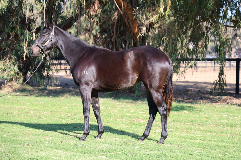 Shamus Award (AUS) / Stored Energy (AUS) 2023 Filly - Image 1