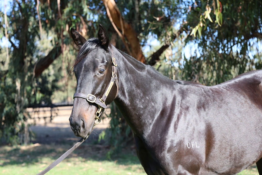 Shamus Award (AUS) / Stored Energy (AUS) 2023 Filly - Image 2