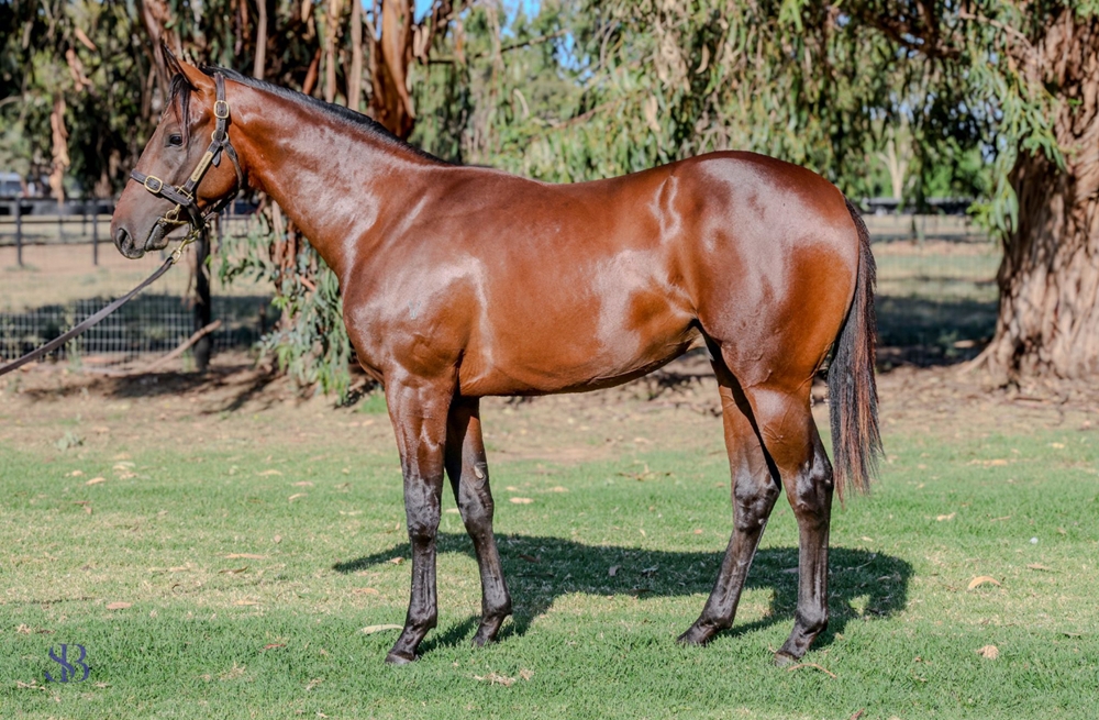 Exceedance (AUS) / Mystic Moon (AUS) 2023 Colt - Image 1