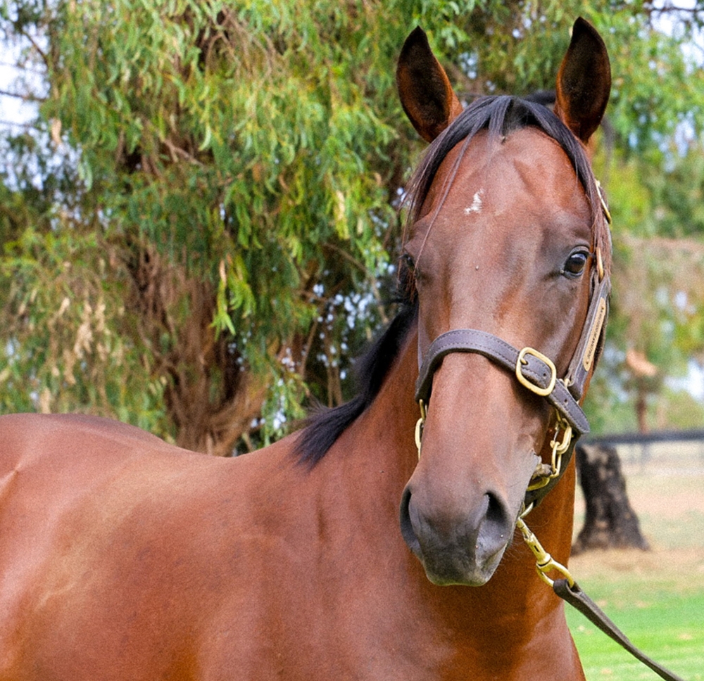 Exceedance (AUS) / Mystic Moon (AUS) 2023 Colt - Image 2