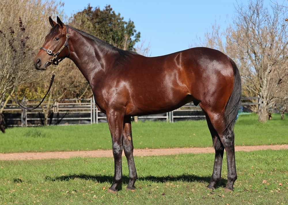 Flying Artie (AUS) / Aasira (AUS) 2023 Colt - Image 1