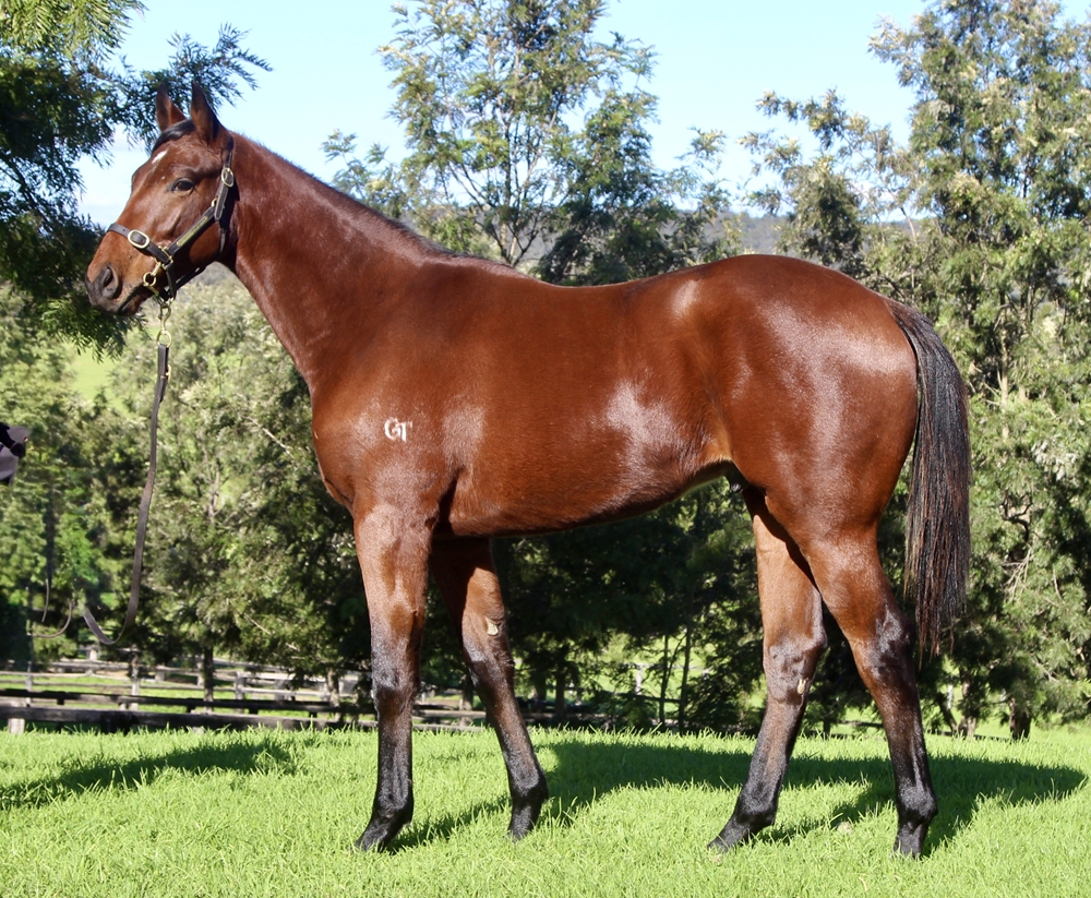 King's Legacy (AUS) / Magical Charm (NZ) 2023 Colt - Image 1