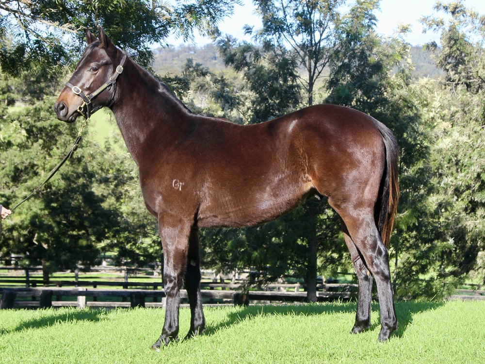 Portland Sky (AUS) / Montana Flight (AUS) 2023 Colt - Image 1