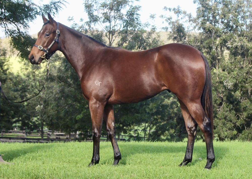 Extreme Warrior (AUS) / Clairvue Missy (AUS) 2023 Colt - Image 1