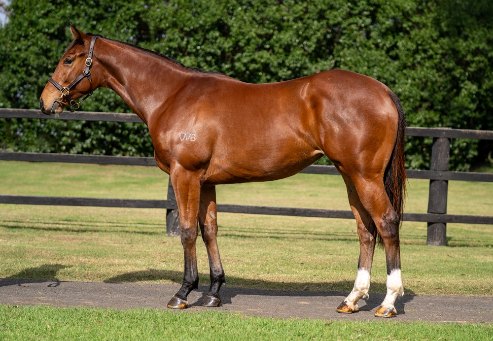 Unite and Conquer (AUS) / Prevalence (AUS) 2023 Filly - Image 1