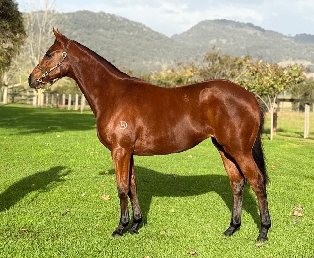 Yes Yes Yes (AUS) / Zabeea (AUS) 2023 Filly - Image 1