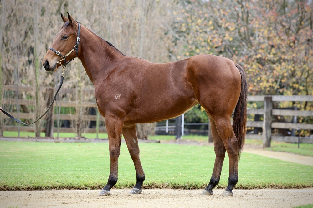 Acrobat (AUS) / Irresistible Miss (AUS) 2023 Filly - Image 1