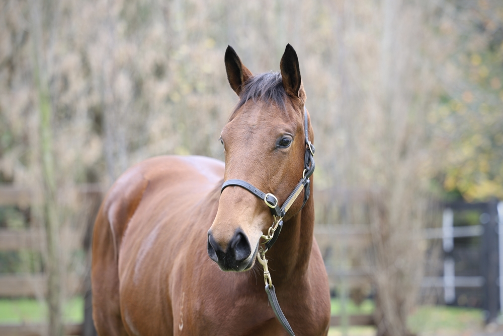 Acrobat (AUS) / Irresistible Miss (AUS) 2023 Filly - Image 2