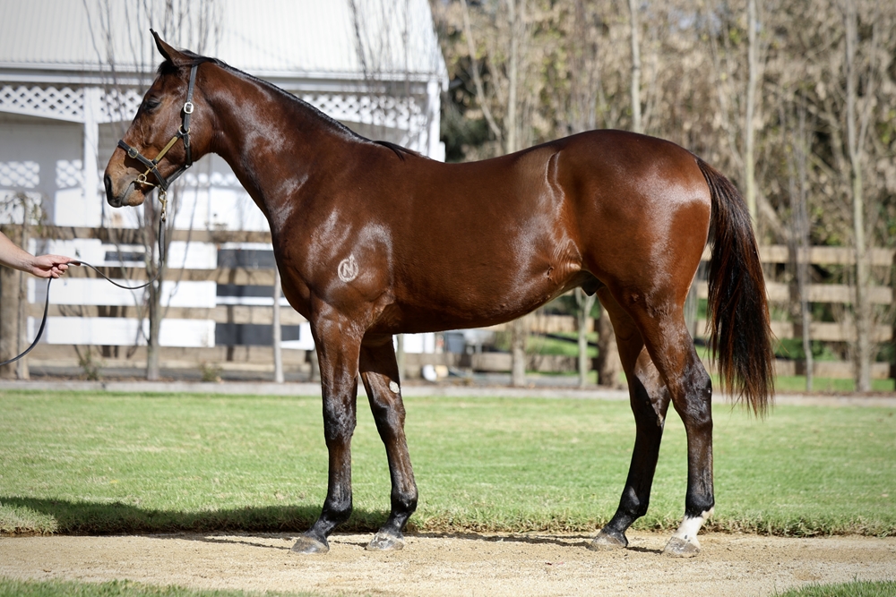 Acrobat (AUS) / Karata (AUS) 2023 Colt - Image 1