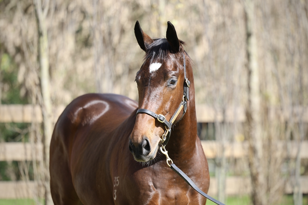 Acrobat (AUS) / Karata (AUS) 2023 Colt - Image 2