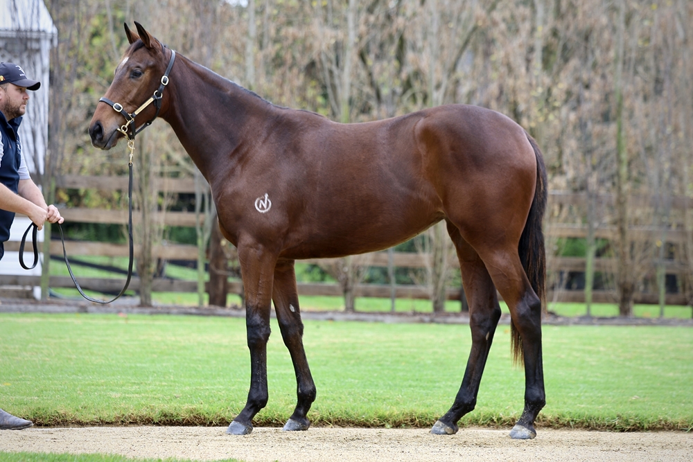 Trapeze Artist (AUS) / Oh Miss Scarlett (AUS) 2023 Filly - Image 1