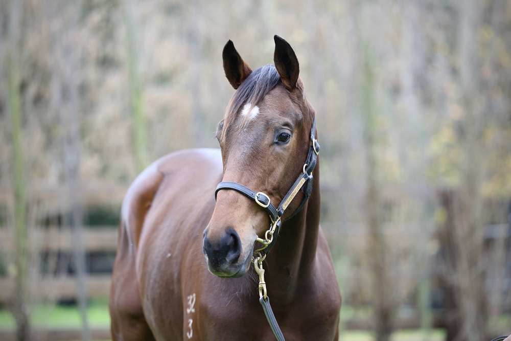 Trapeze Artist (AUS) / Oh Miss Scarlett (AUS) 2023 Filly - Image 2