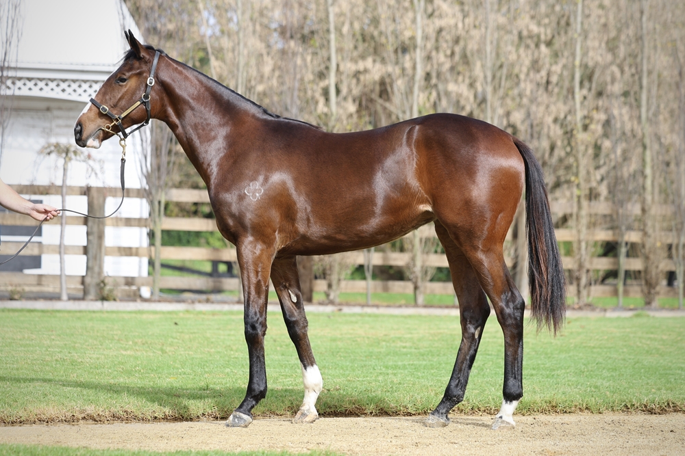 Written Tycoon (AUS) / Sidona (GB) 2023 Filly - Image 1
