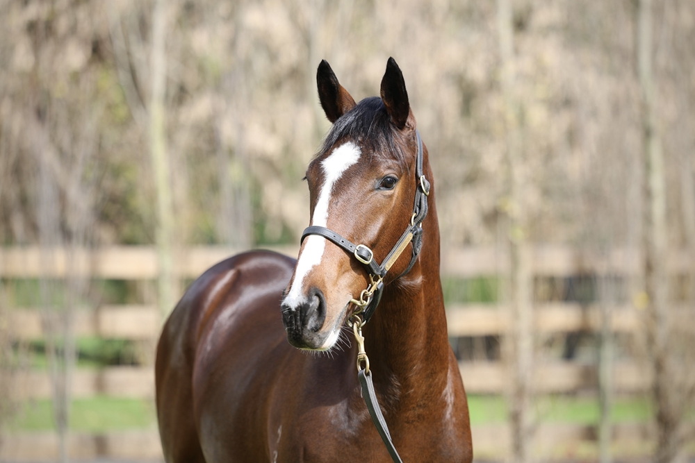 Written Tycoon (AUS) / Sidona (GB) 2023 Filly - Image 2