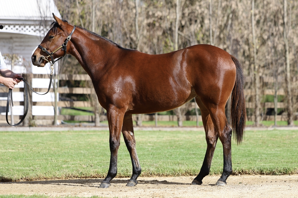 Farnan (AUS) / The Maldives (AUS) 2023 Filly - Image 1