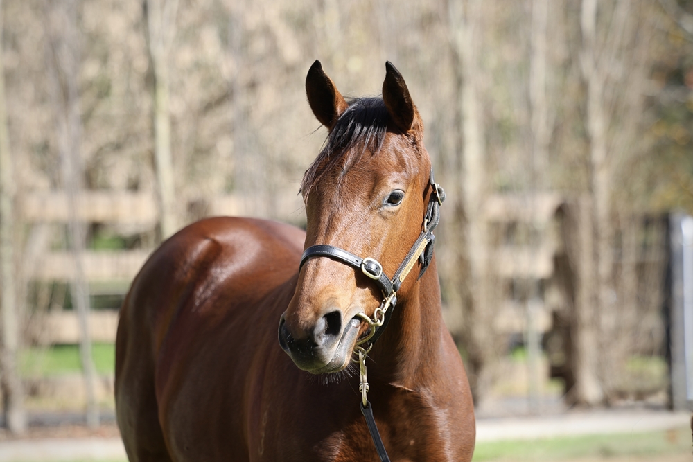 Farnan (AUS) / The Maldives (AUS) 2023 Filly - Image 2