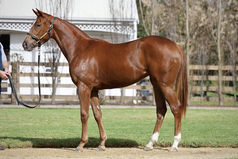 Capitalist (AUS) / Broadband (AUS) 2023 Filly - Image 1