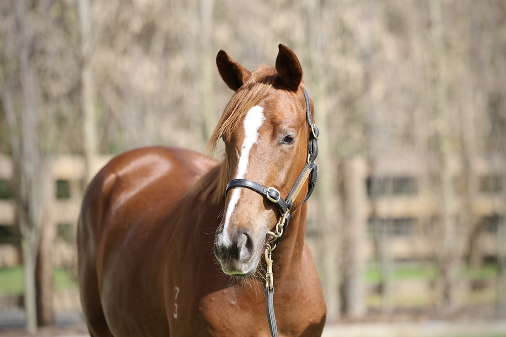 Capitalist (AUS) / Broadband (AUS) 2023 Filly - Image 2