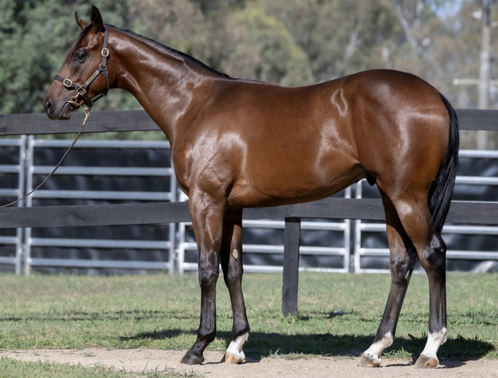 Exceedance (AUS) / Striking Meteor (AUS) 2023 Colt - Image 1