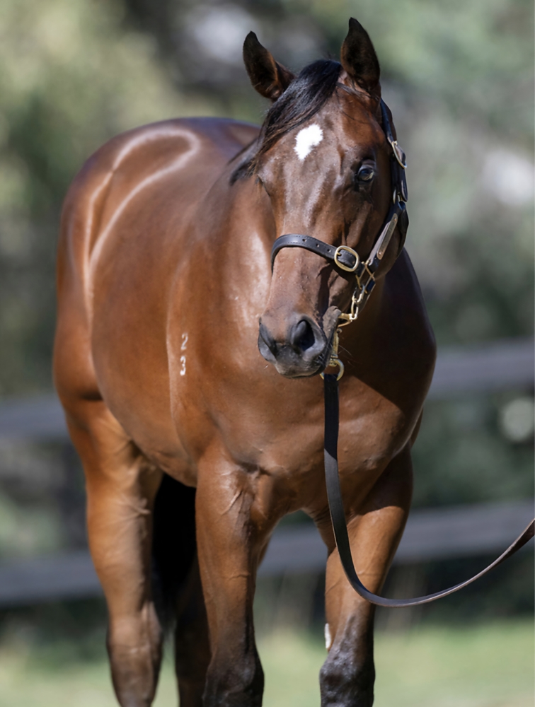 Exceedance (AUS) / Striking Meteor (AUS) 2023 Colt - Image 2
