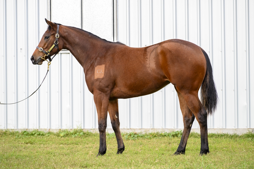 Lean Mean Machine (AUS) / Dragon Babe (AUS) 2023 Filly - Image 1