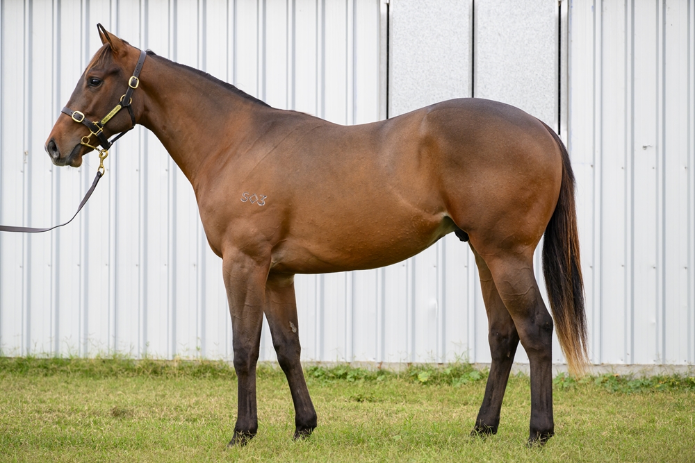 Tassort (AUS) / Buroog (AUS) 2023 Colt - Image 1