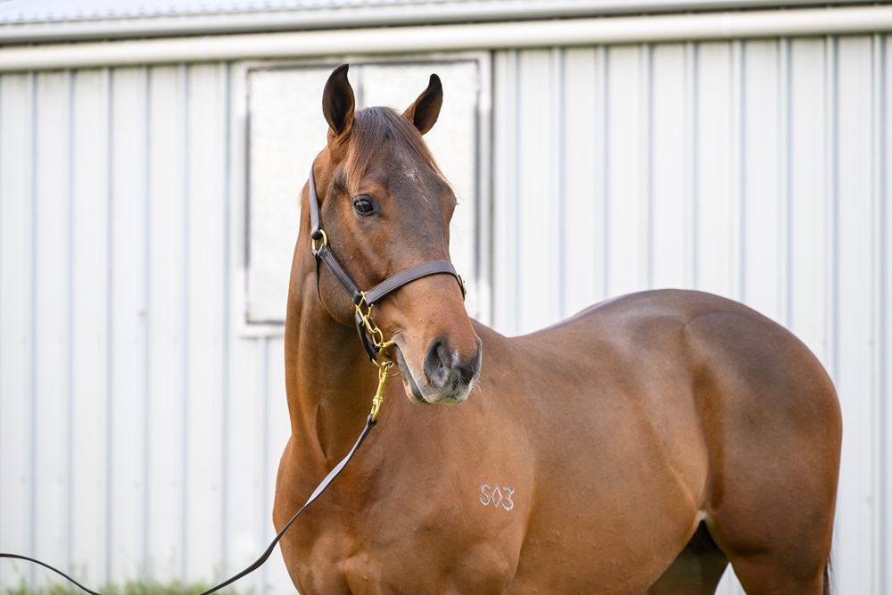 Tassort (AUS) / Buroog (AUS) 2023 Colt - Image 2