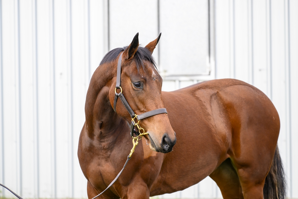 Lean Mean Machine (AUS) / Dragon Babe (AUS) 2023 Filly - Image 2