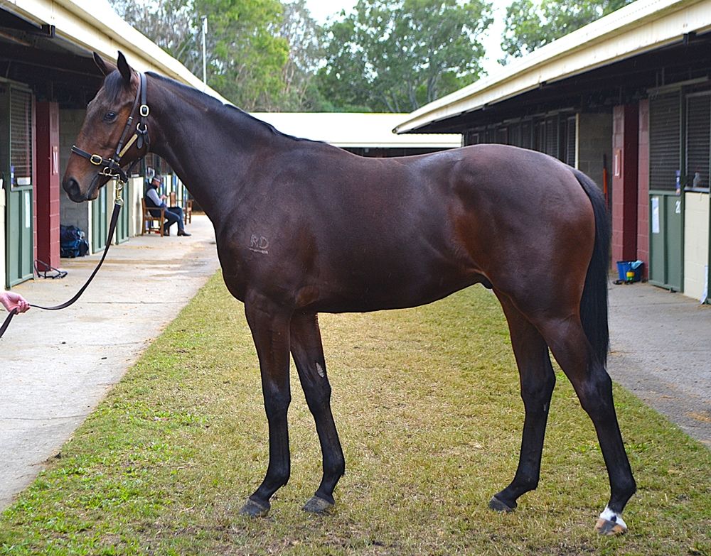Nicconi (AUS) / Rules Don't Apply (AUS) 2023 Colt - Image 1