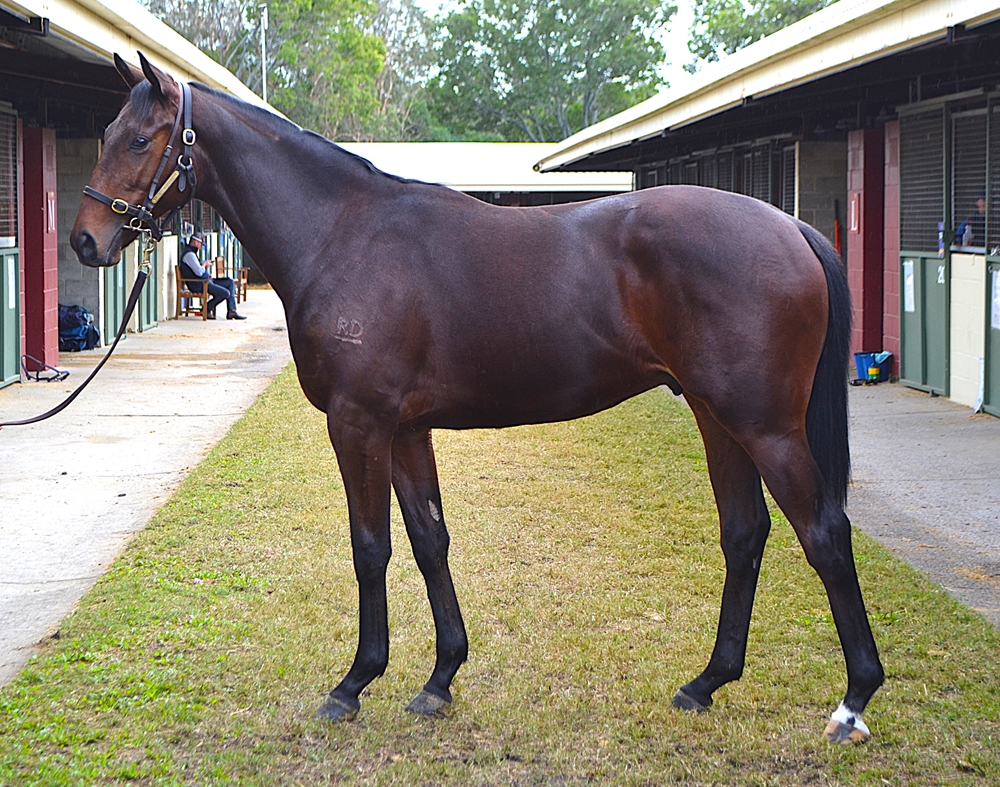 Nicconi (AUS) / Rules Don't Apply (AUS) 2023 Colt - Image 2