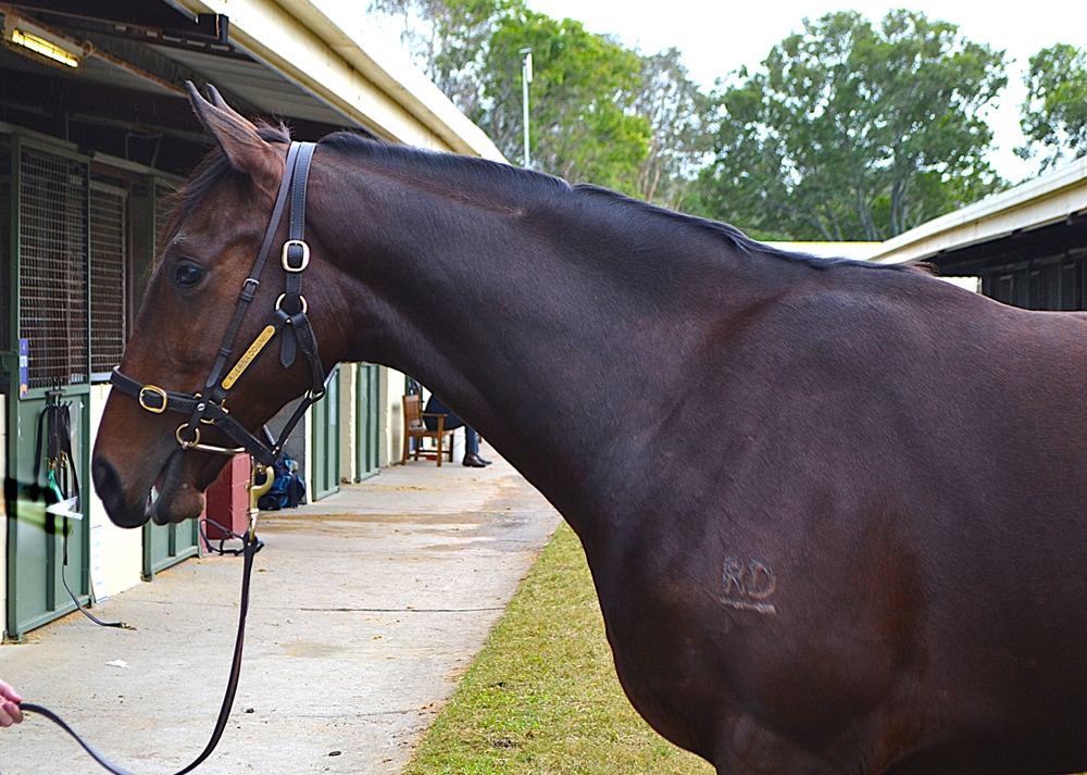 Nicconi (AUS) / Rules Don't Apply (AUS) 2023 Colt - Image 3