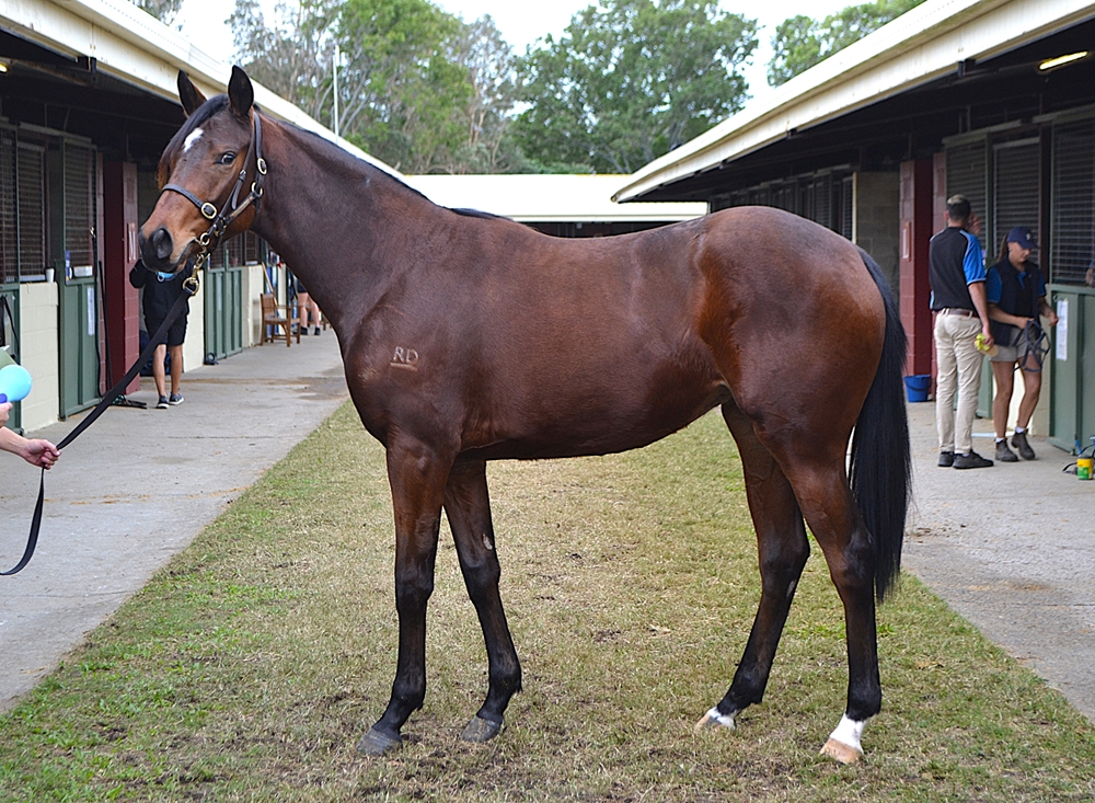 Russian Camelot (IRE) / Aubers Ridge (AUS) 2023 Filly - Image 1