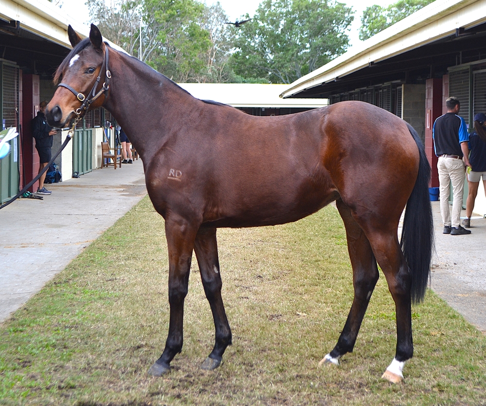 Russian Camelot (IRE) / Aubers Ridge (AUS) 2023 Filly - Image 2