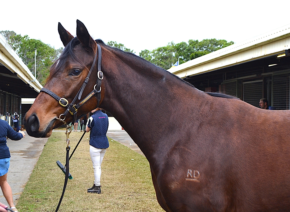 Russian Camelot (IRE) / Aubers Ridge (AUS) 2023 Filly - Image 3