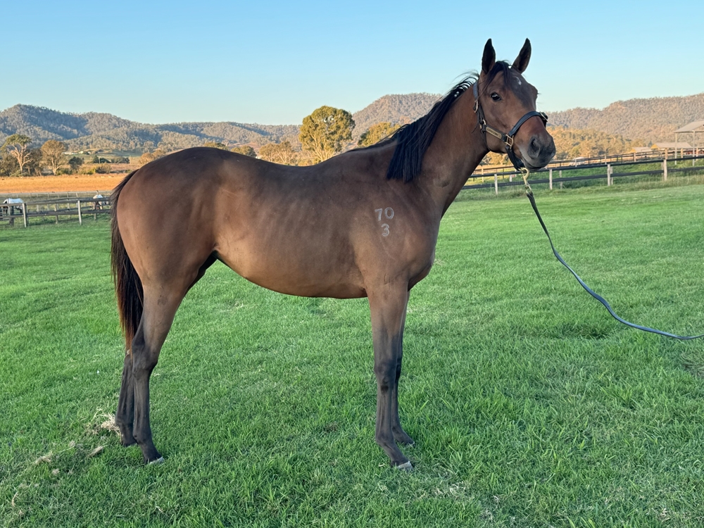 Worthy Cause (AUS) / Party (AUS) 2023 Filly - Image 1