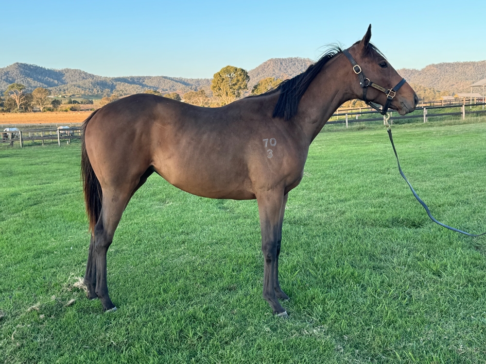 Worthy Cause (AUS) / Party (AUS) 2023 Filly - Image 2