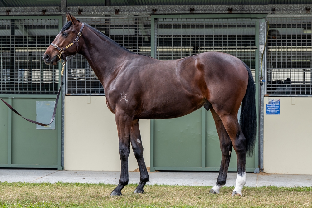 Johannes Vermeer (IRE) / Parveen (AUS) 2023 Colt - Image 1