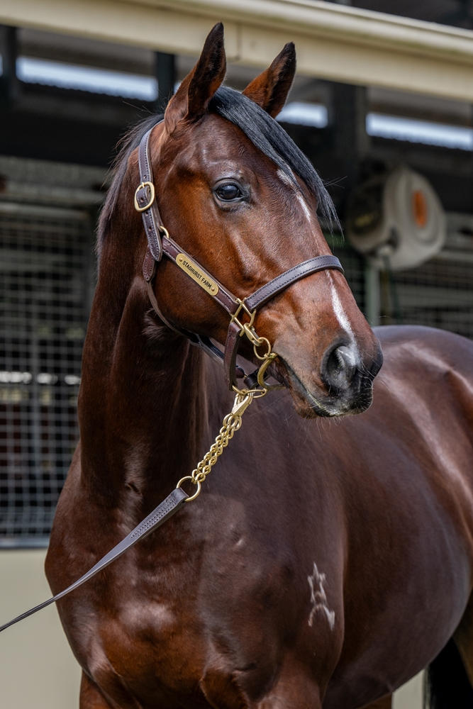 Johannes Vermeer (IRE) / Parveen (AUS) 2023 Colt - Image 2