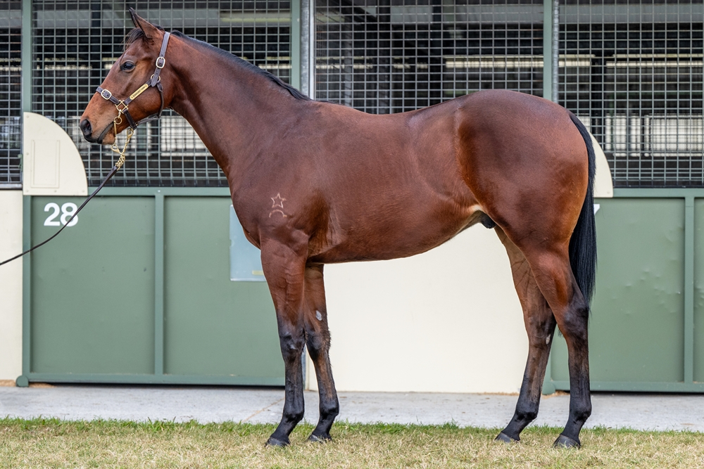 Glenfiddich (AUS) / Coco Baci (AUS) 2023 Colt - Image 1