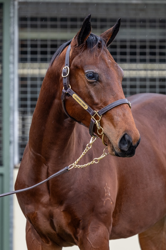 Glenfiddich (AUS) / Coco Baci (AUS) 2023 Colt - Image 2