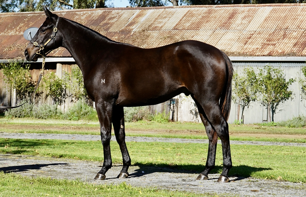 Brutal (NZ) / Foible (AUS) 2023 Colt - Image 1