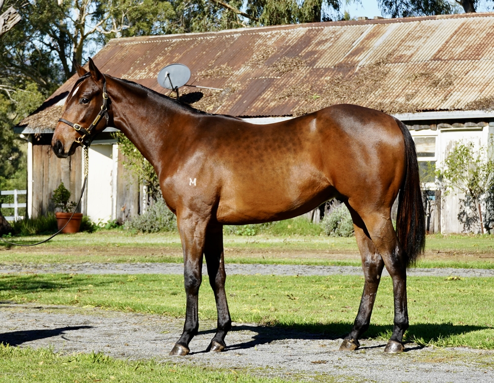 Jonker (AUS) / Hot in Paris (AUS) 2023 Colt - Image 1