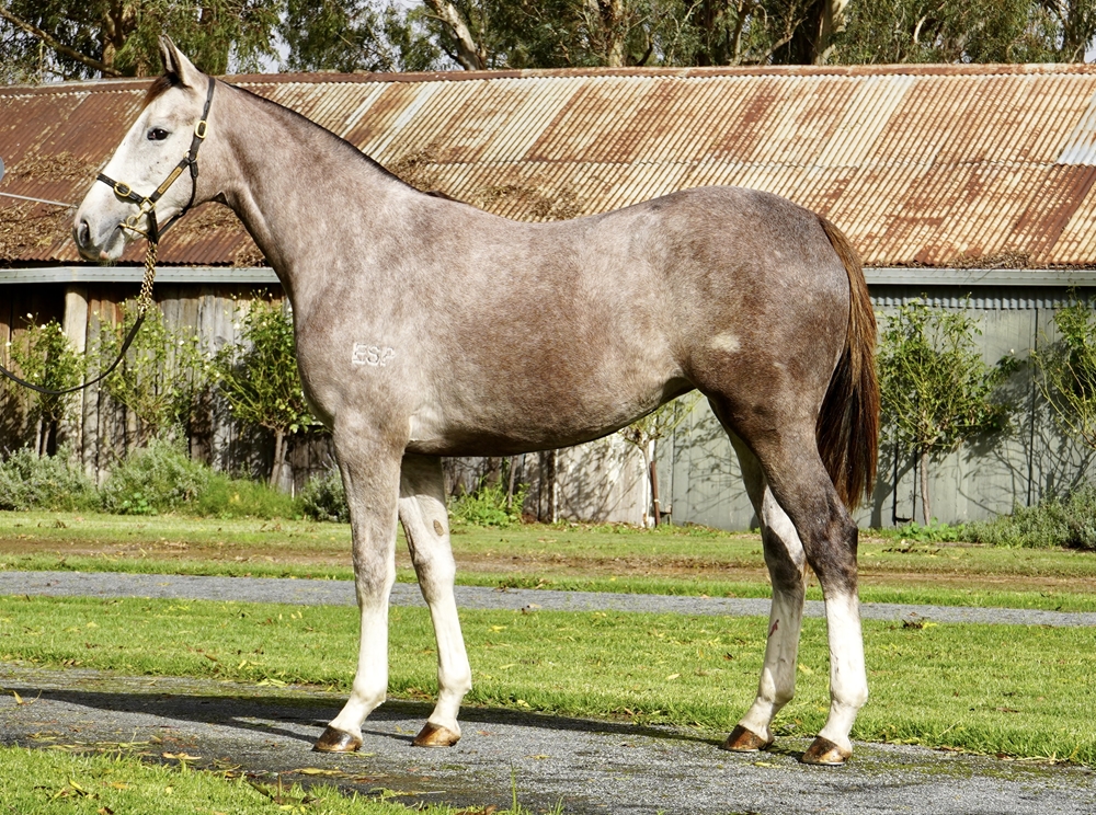 Palace Pier (GB) / Ivory Jane (AUS) 2023 Filly - Image 1