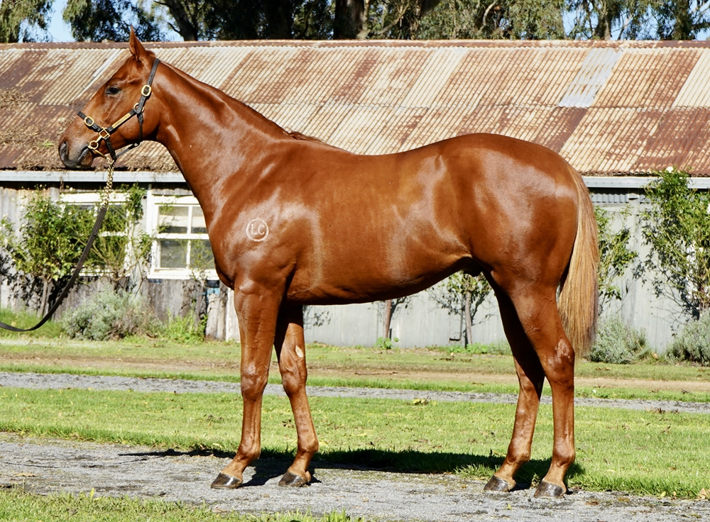 Stay Inside (AUS) / Kisses for Chloe (AUS) 2023 Colt - Image 1