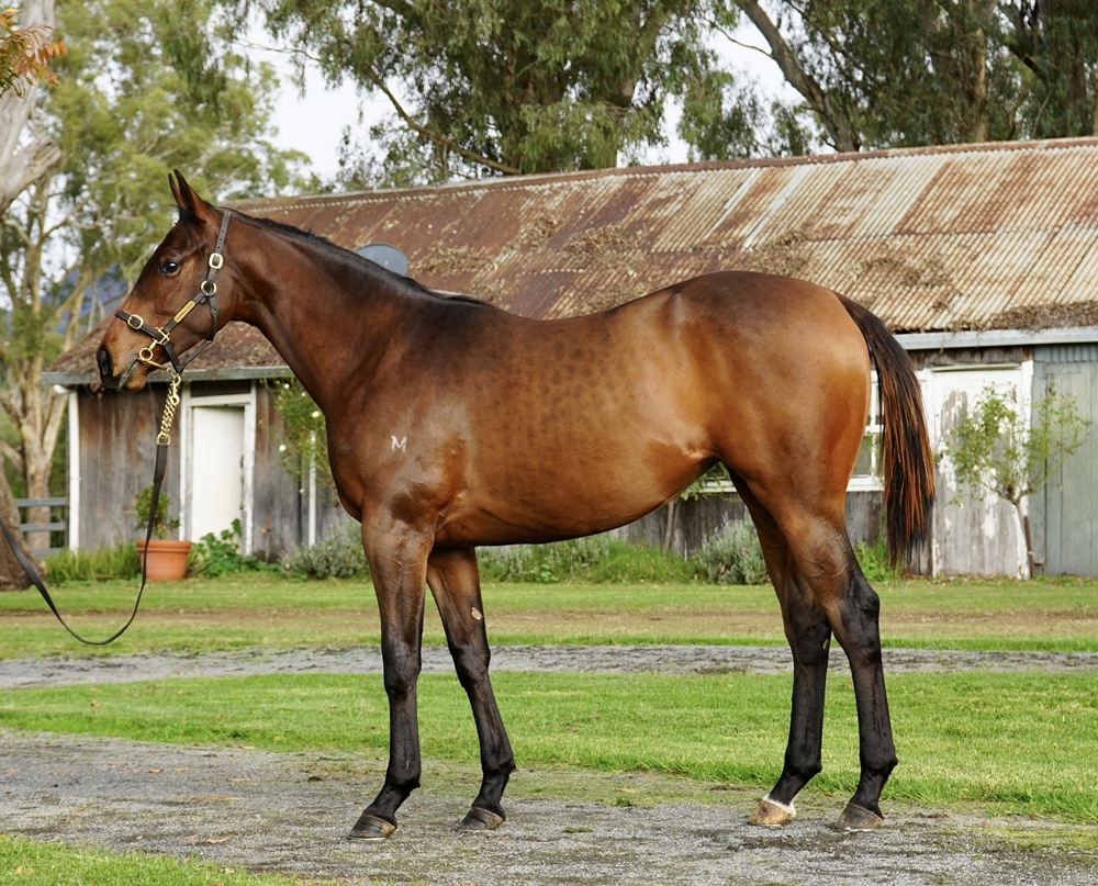 Cosmic Force (AUS) / Mystery Flight (AUS) 2023 Filly - Image 1