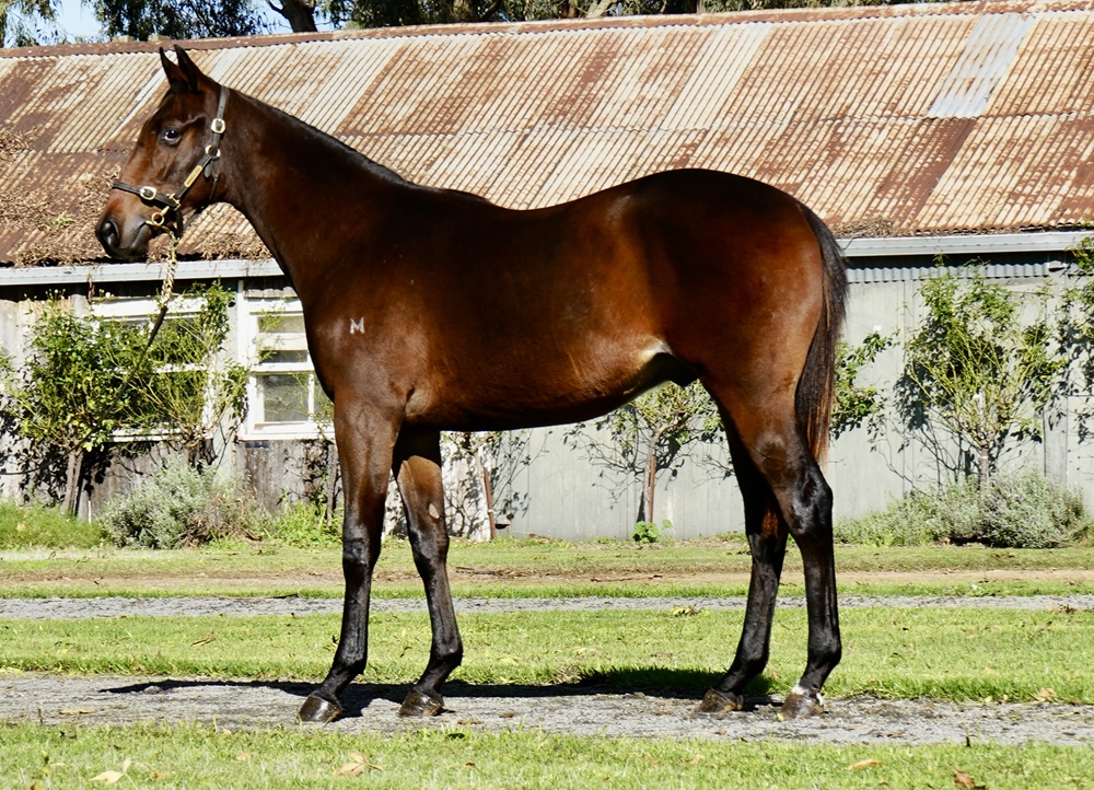 Nicconi (AUS) / Purtaboi (AUS) 2023 Colt - Image 1