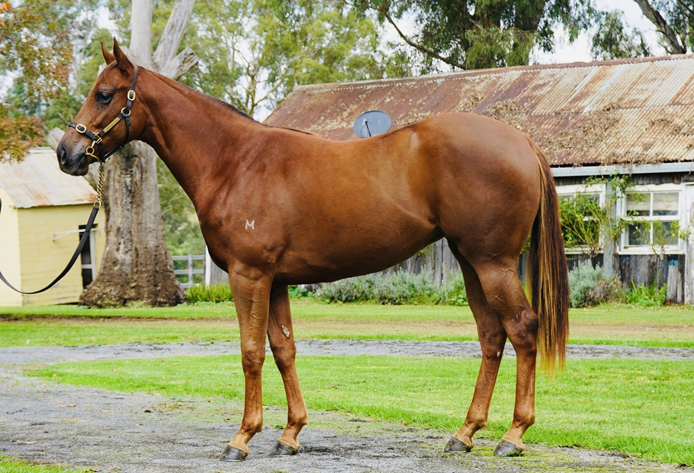 Profiteer (AUS) / Shelley Beach Road (AUS) 2023 Filly - Image 1