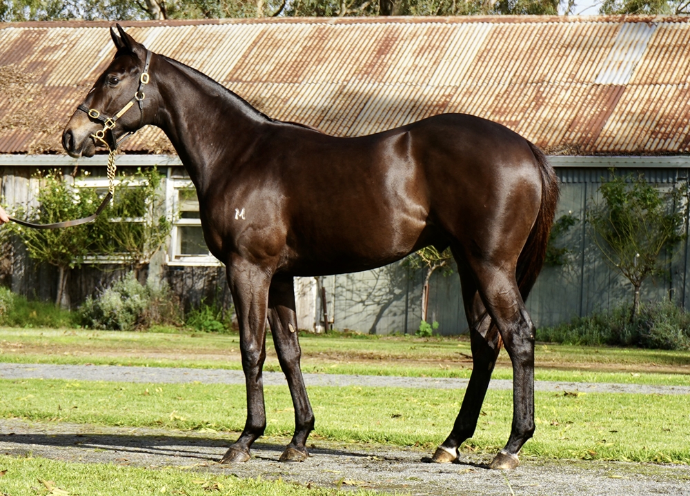 North Pacific (AUS) / Special Reflection (AUS) 2023 Colt - Image 1