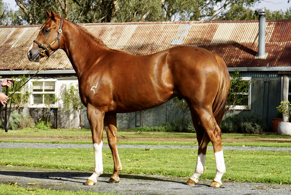 Headwater (AUS) / Caprossa (AUS) 2023 Colt - Image 1